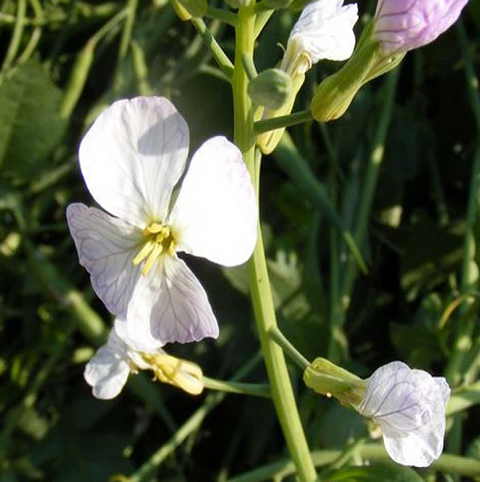 Organic Oil Radish Seed (Raphanus sativus)