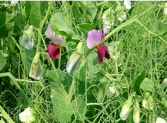 Forage Pea Seed