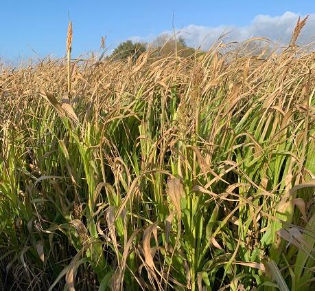 Giant Sorghum Seed