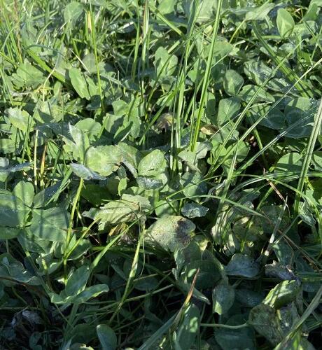 Aber Sheep Clover Seed Blend