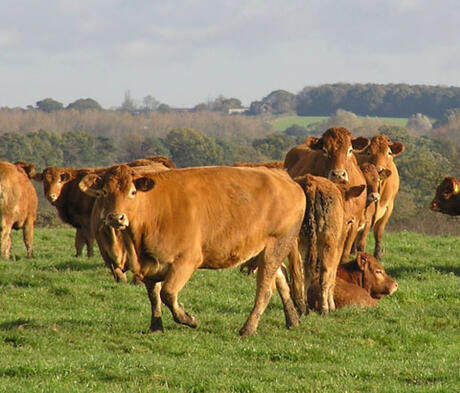 FS Meadow Max, Old Fashioned - 5 Year + Ley Mix Grass Seed Mixture