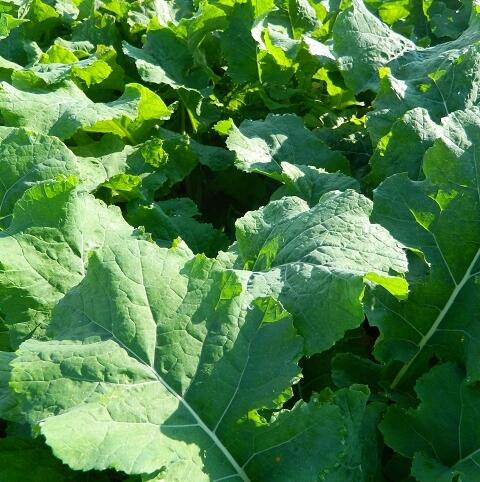 HOBSON Forage Rape Seed