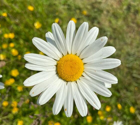 Ox-eye Daisy Seed (Leucanthemum vulgare)