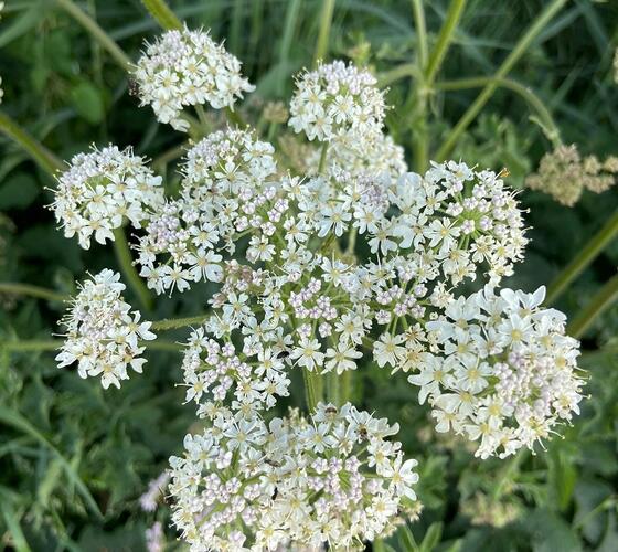 Wild Carrot Seed (Daucus carota)