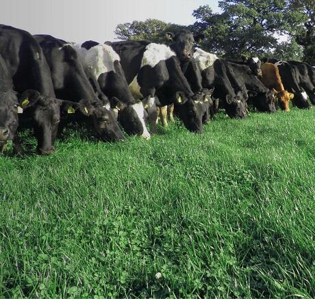 Aber High Sugar Grass Seed - Intensive Dairy Dual Purpose (with White Clover)