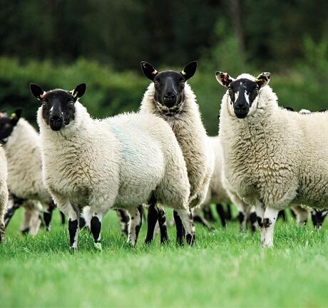 Aber High Sugar Grass Seed - Intensive Grazing Ley (with White Clover)