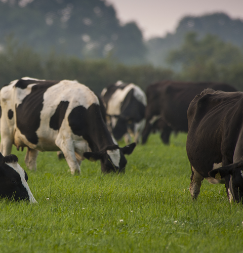 Aber High Sugar Grass Seed - Intensive Dairy Dual Purpose (without Clover)