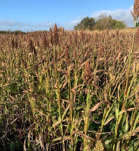 Intermediate Sorghum Seed