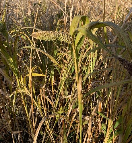 Japanese Reed Millet Seed