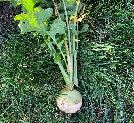 MASSIF Turnip Seed