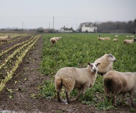 Winter Graze