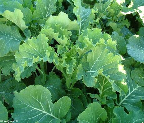 CALEDONIAN Kale Seed