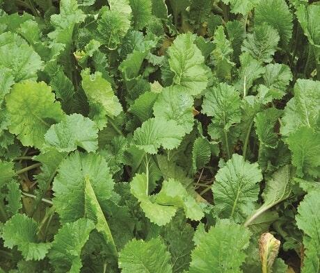 SKYFALL Hybrid Brassica Seed