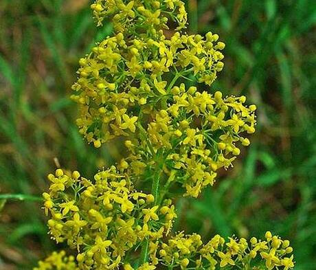 Lady's Bedstraw Seed (Galium verum)