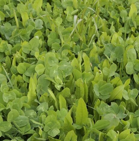 Lamb Finisher Seed Mixture (with White Clover)
