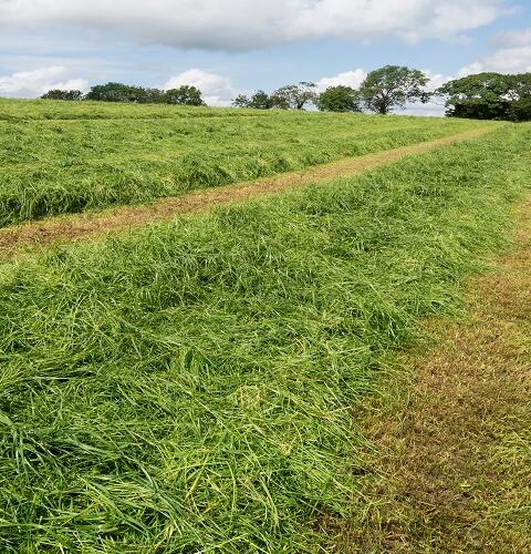 Aber High Sugar Grass Seed - Long Term Multi Cut Silage (with White Clover)