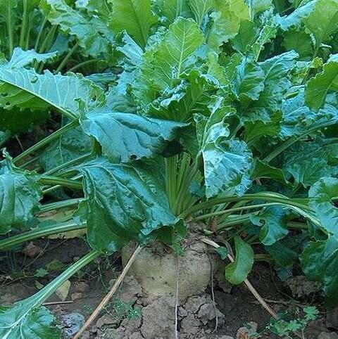 MAGNUM Fodder Beet Seed