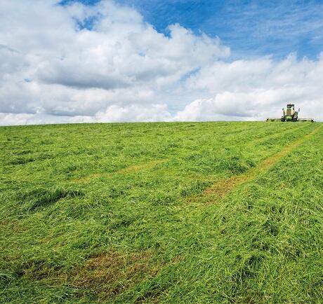 Aber High Sugar Grass Seed - Medium Term Silage (without Clover)