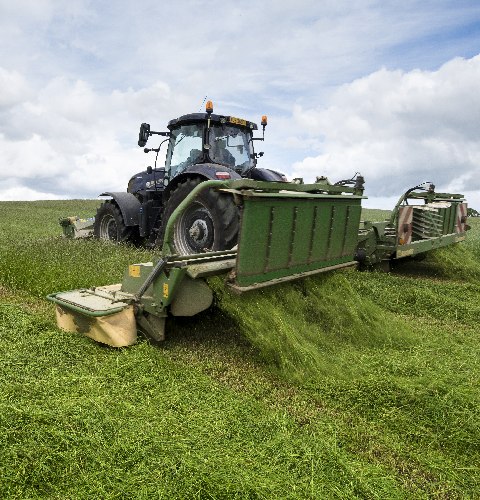 Aber High Sugar Grass Seed - Medium Term Silage (with White Clover)