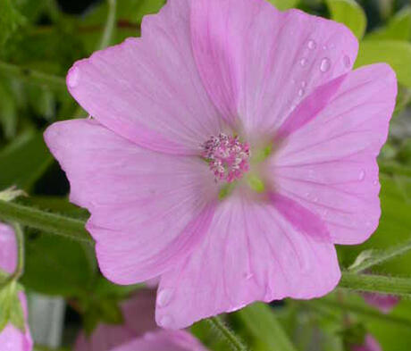 Musk Mallow Seed (Malva moschata)