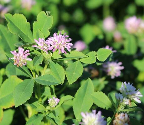 Persian Clover Seed (Trifolium resupinatum)