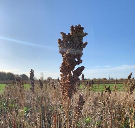 Quinoa Seed