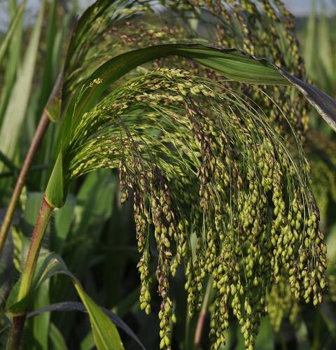 Red Millet Seed