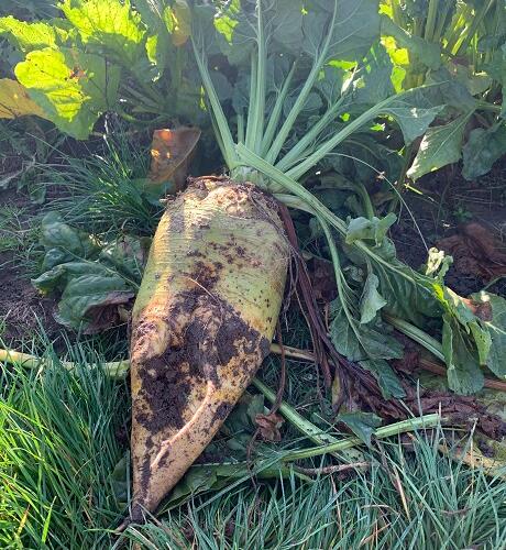 ROBBOS Fodder Beet Seed