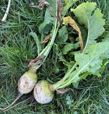 RONDO Stubble Turnip Seed