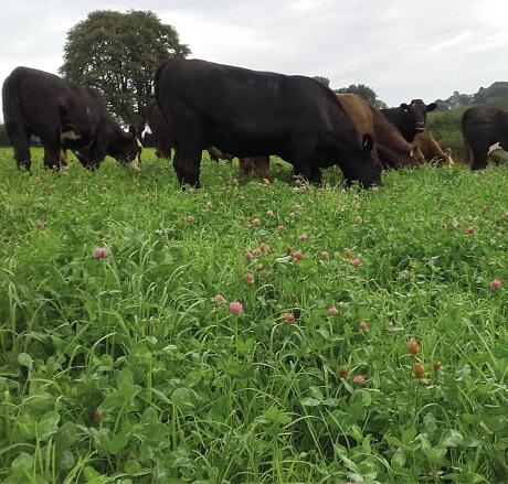 Aber High Sugar Grass Seed - Medium Term Silage (with Red Clover)