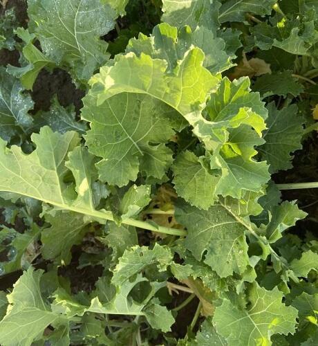 SPITFIRE Hybrid Forage Rape Seed