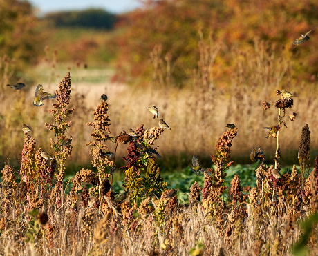 AHL2 / AB9 1 Year Wild Bird Mix: Finch and Bunting (FS10/FCB)