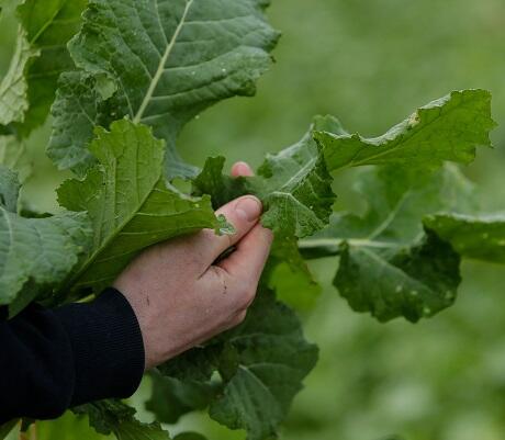 SWIFT Rape/Kale Hybrid Seed