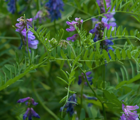 Organic Vetch Seed (Vicia sativa)