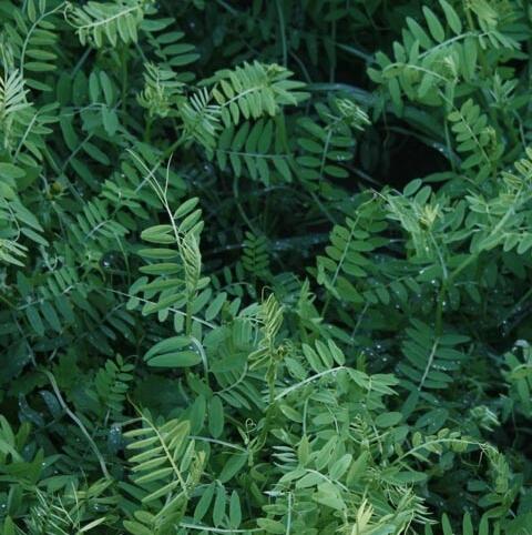 Hairy Vetch Seed (Vicia villosa)