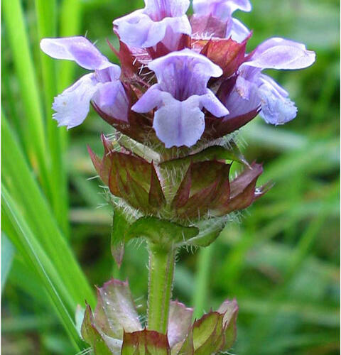 Self Heal Seed (Prunella vulgaris)