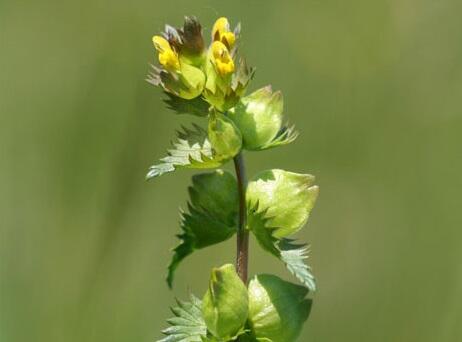 Yellow Rattle Seed (Rhinanthus minor)