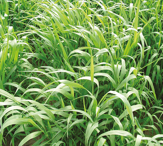 Reed Canary Grass Seed (Phalaris arundinacea)