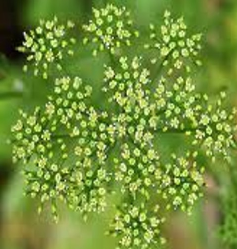 Sheeps Parsley Seed (Agricultural)