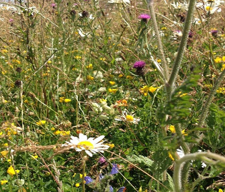 AB16 Autumn Sown Bumble Bird Mixture (FS7)