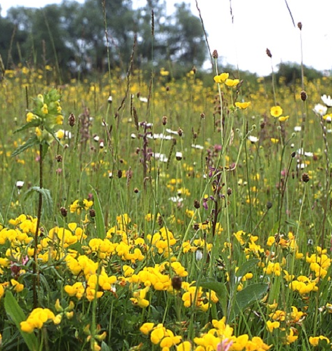 FS3P 100%: Dry, Sandy and Loam Soils Wildflower Seed Mixture