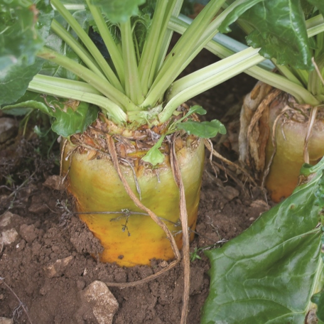 BANGOR Fodder Beet Seed