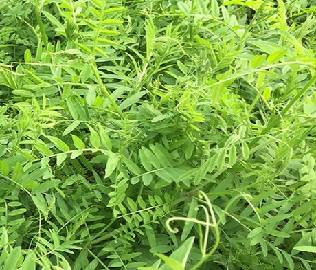 BINGO Purple Vetch Seed (Vicia atropurpurea)