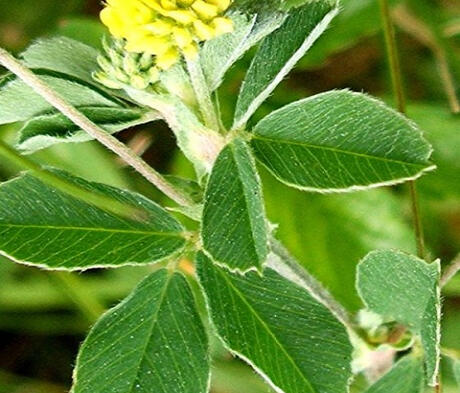 Black Medick/Yellow Trefoil Seed (Medicago lupulina)