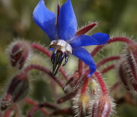 Borage Seed (Agricultural)