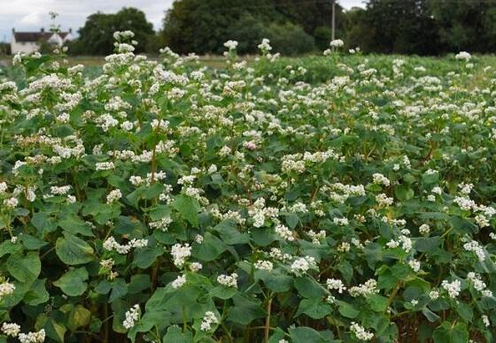 Organic Buckwheat Seed (Fagopyrum esculentum)