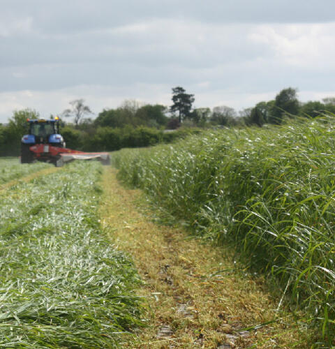 FS Italian Ryegrass Seed Blend - 1-2 Year Ley Mix