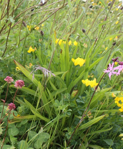 FSBM 80/20%: Bee and Butterfly Wildflower Seed Mixture