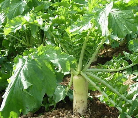 DAIKON Tillage Radish Seed (Raphanus sativus)