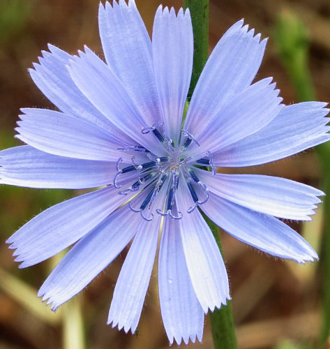 Chicory Seed (Agricultural)